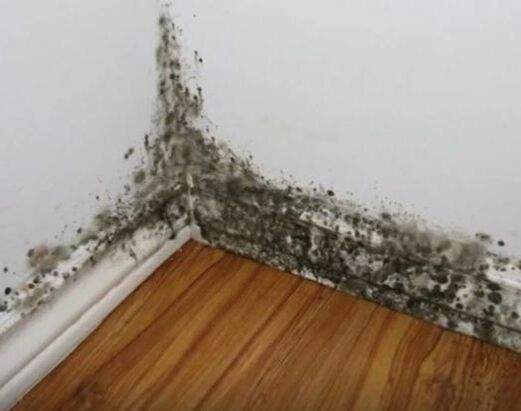 Mold on Bedroom Wall