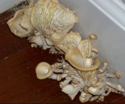 Mushrooms Growing in Lower Level Walkout Hero Mold Removal Tidewater, VA