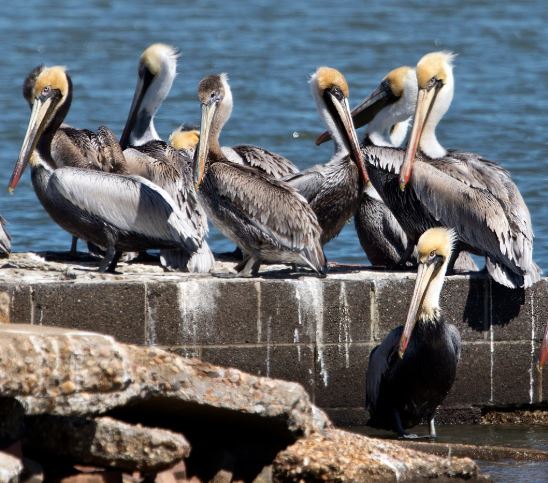 Pelicans at the Hampton Coast Hero Mold Removal Hampton, VA