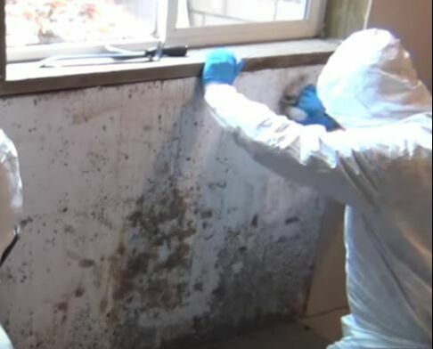 Cleaning Mold in Basement Hero Mold Removal Portsmouth VA