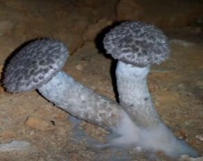 Fungus Growth in Crawlspace Chesapeake VA Hero Mold Removal