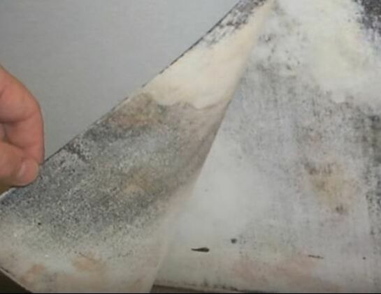 Mold Behind Wallpaper Hero Mold Removal Williamsburg, VA