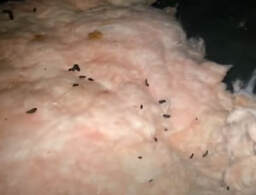 Rodents Breeding in Crawl Space Suffolk VA Hero Mold Removal
