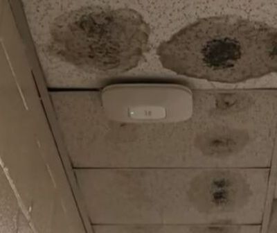 School Ceiling Mold Hero Mold Removal Hopewell, VA