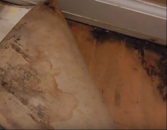 Mold Beneath Flooring Hero Mold Removal Hopewell VA